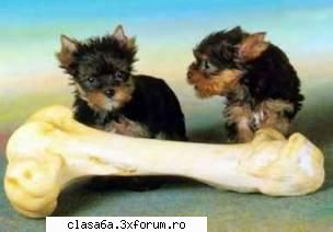 Glume,glume,glume!!! - frumushika_2u - Cafenea